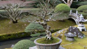 bonsai gum tree question