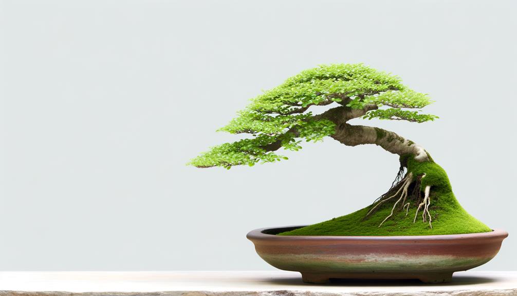 bonsai tree in pot