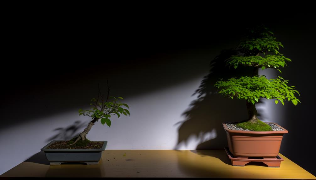 busting bonsai lighting myths