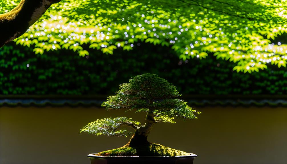 caring for bonsai trees