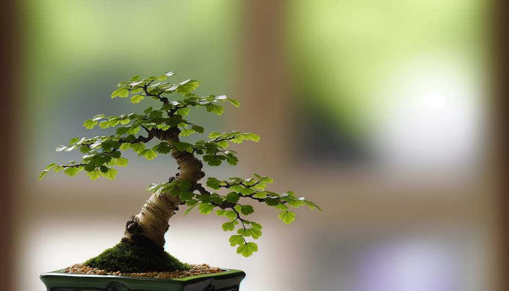 chinese elm bonsai care