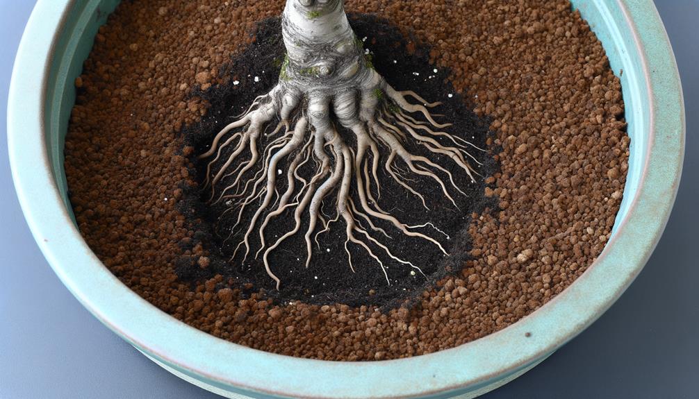 encouraging strong root growth