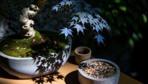 planting blue maple bonsai