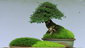 selecting moss for bonsai