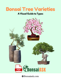 Bonsai Tree Varieties A Visual Guide to Types