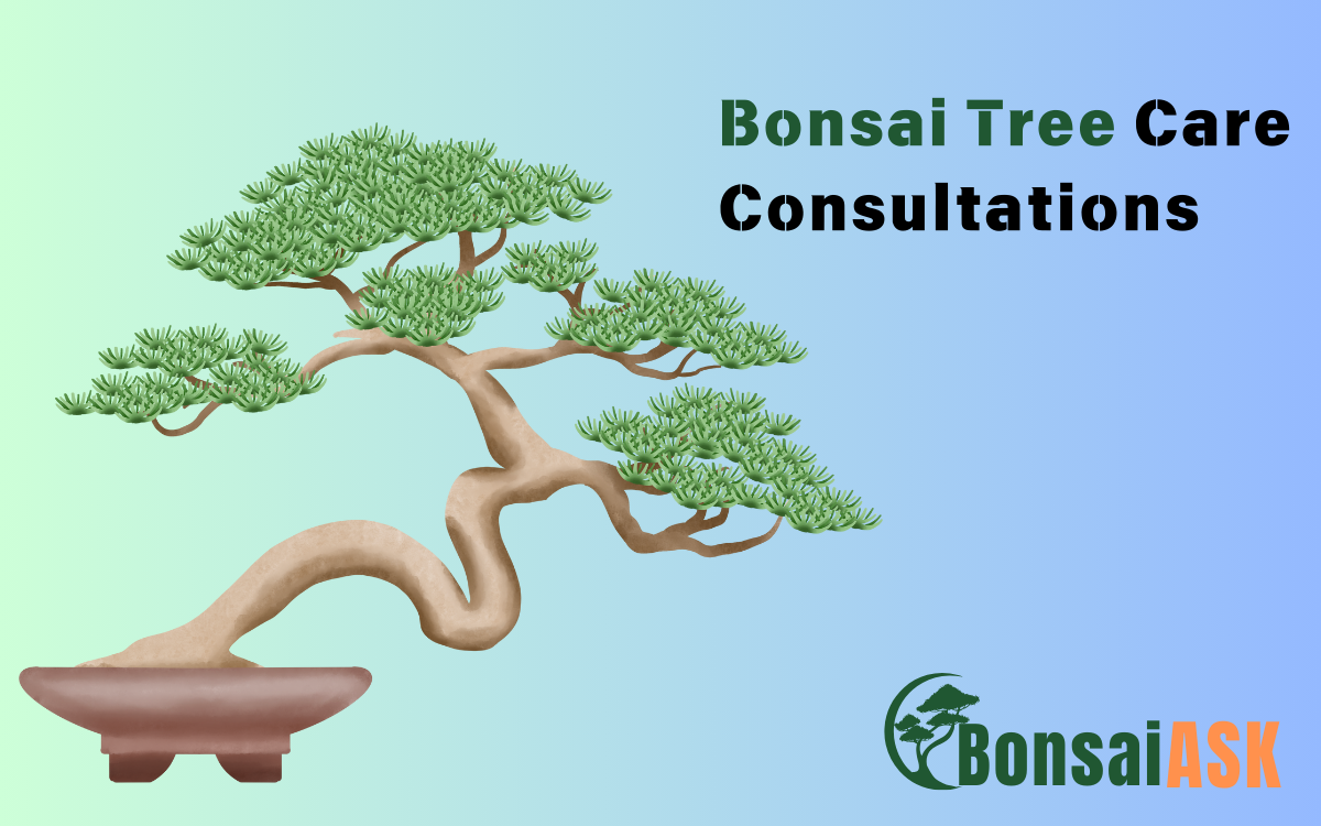 Bonsai Tree Care Consultations