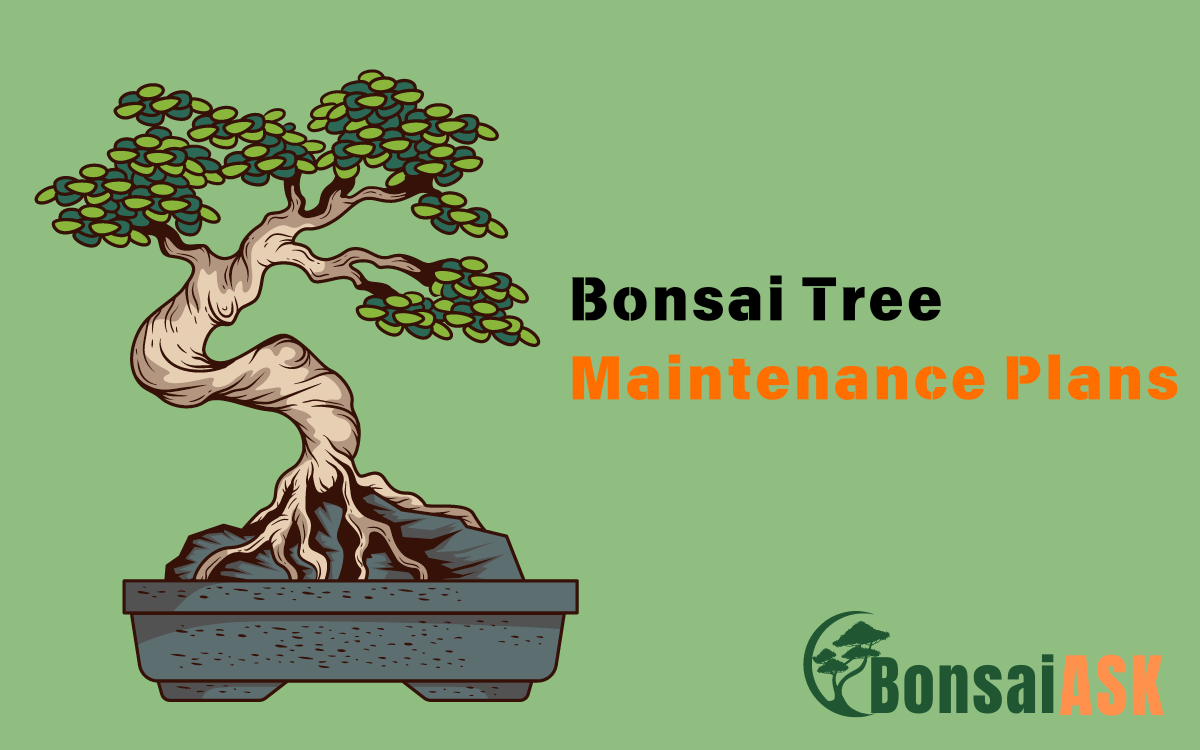 Bonsai Tree Maintenance Plans