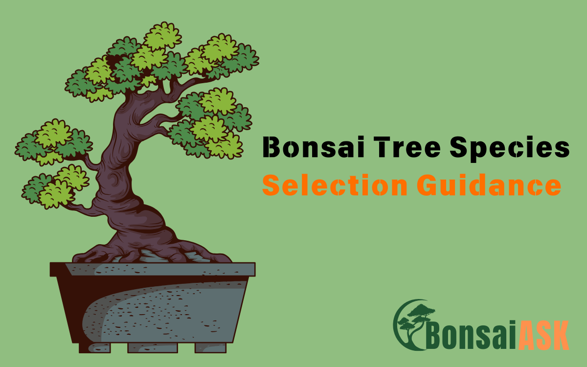 Bonsai Tree Species Selection Guidance