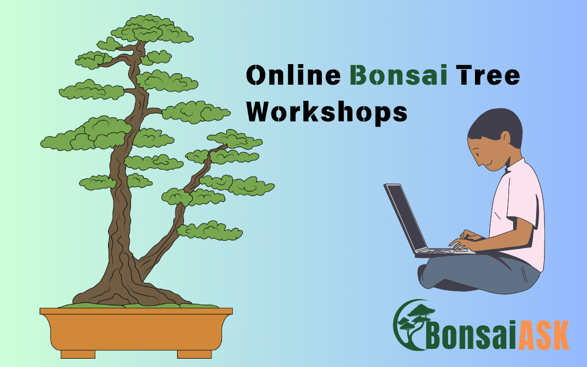 Online Bonsai Tree Workshops